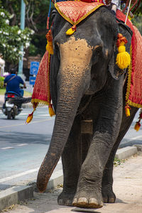 Close-up of elephant in a street