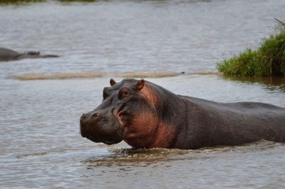 Close-up of horse in river
