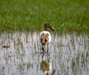 Duck drinking water