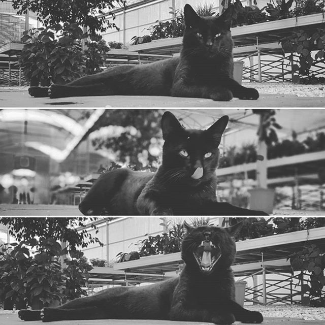 domestic cat, pets, domestic animals, cat, animal themes, one animal, mammal, feline, sitting, whisker, black color, built structure, indoors, relaxation, architecture, looking at camera, tree, staring, window