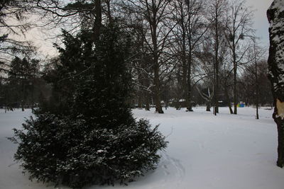 Trees on snow covered landscape