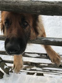 Close-up portrait of dog in snow