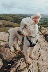 Dog standing on rock