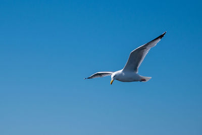 Low angle view of seagull flying in sky