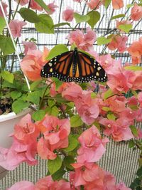Close-up of butterfly on pink flowers