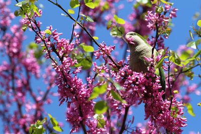 Green budgie eating from a tree full of pink flowers.