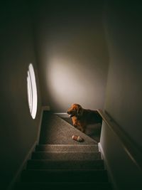 High angle view of dog on steps at home