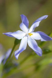 Close-up of purple flowering plant