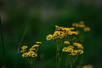 Yellow springtime flowers