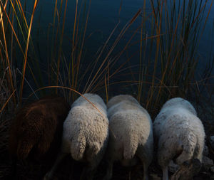 Close-up of sheep