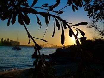 Silhouette of trees at sunset