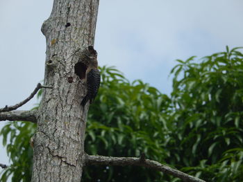 Low angle view of lizard on tree against sky