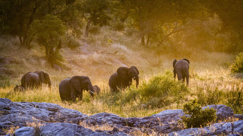 View of elephant in forest