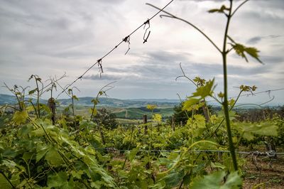 Plants growing on field against sky