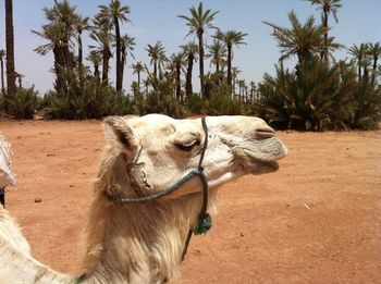 Portrait of a camel