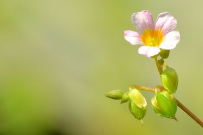 Close-up of flowering plant