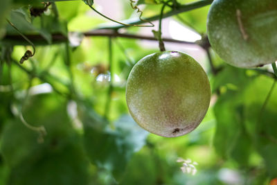 Close-up of fruits growing on tree