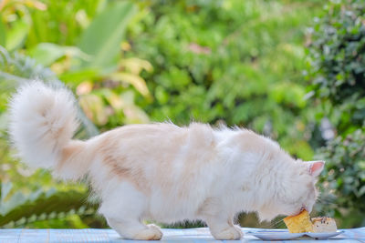 Close-up of a white cat