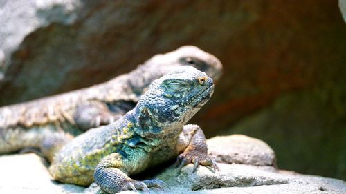 Close-up of lizards on rock