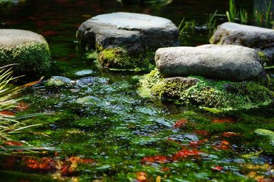 Moss growing on rocks