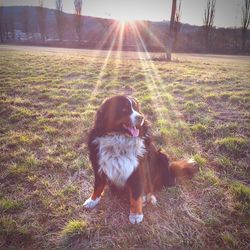 Dog on field