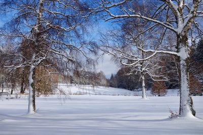 Trees against sky during winter