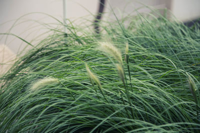 Close-up of grass growing on field