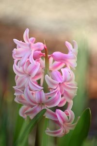 Close-up of pink flowering plant