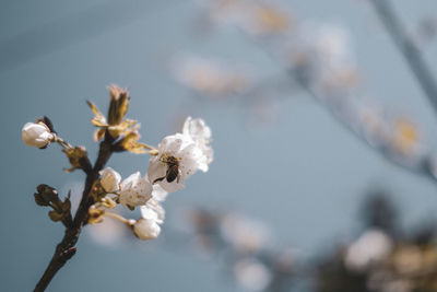 Low angle view of cherry blossoms against sky