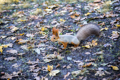 High angle view of squirrel on field