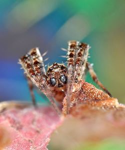 Close-up of spider on leaf