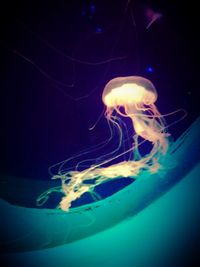 Close-up of jellyfish swimming in water