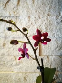 Close-up of flowers blooming indoors