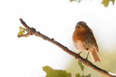 Low angle view of bird perching on branch