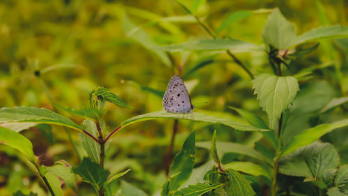 Close-up of butterfly pollinating flower