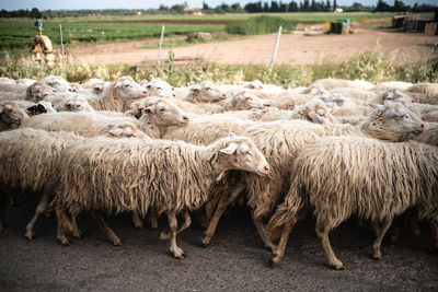 Sheep herd walking on rural street