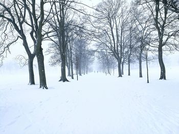 Bare trees on snow covered landscape