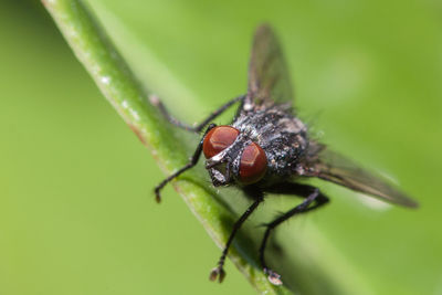 Close-up of insect on leaf