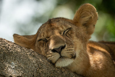 Close-up of lion cub sleeping on tree trunk