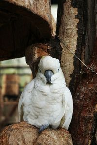 Close-up of bird