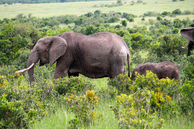 Side view of elephant on field