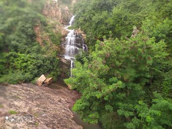 View of waterfall amidst trees in forest