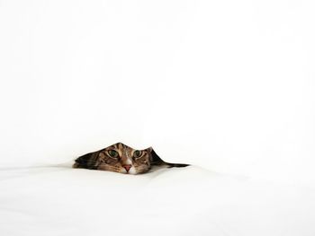 Close-up of cat relaxing on the wall