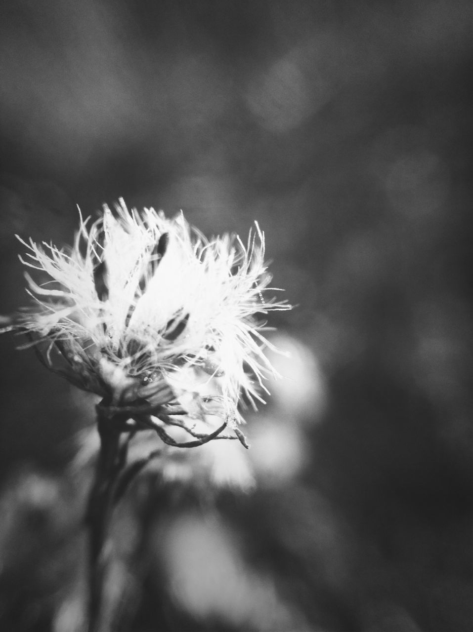 flower, fragility, growth, close-up, freshness, focus on foreground, flower head, beauty in nature, plant, nature, stem, dandelion, selective focus, single flower, petal, botany, in bloom, blooming, softness, outdoors