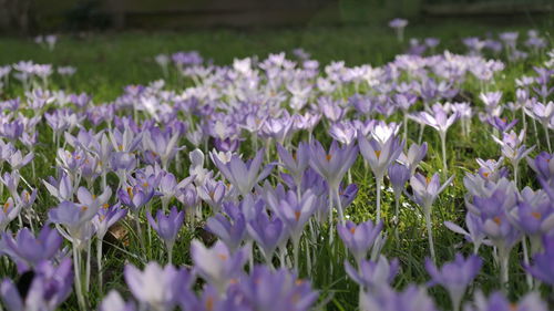 Close-up of purple flowering plants on land