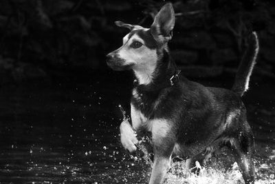 Dog running in water 