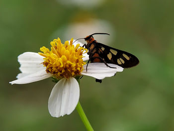 Close-up of butterfly pollinating on yellow flower