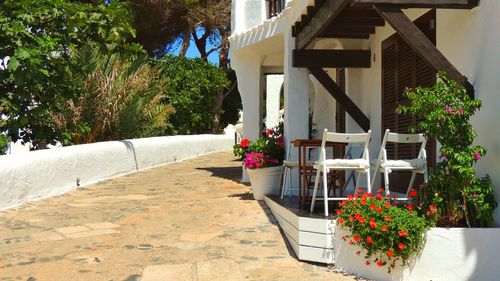 Potted plants on steps