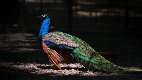 Peacock on a field