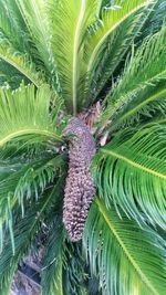 Low angle view of palm trees